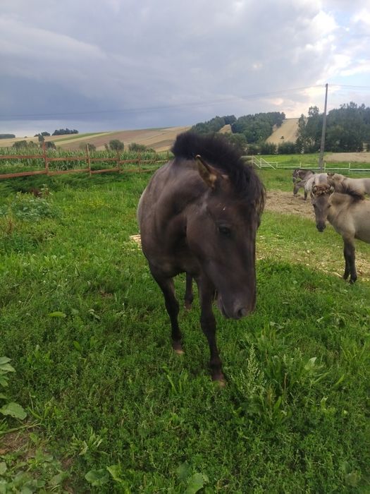 Nordica 3 letnia klacz konika polskiego