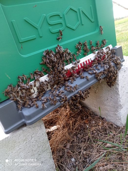 Odkłady pszczele na ramce wielkopolskiej