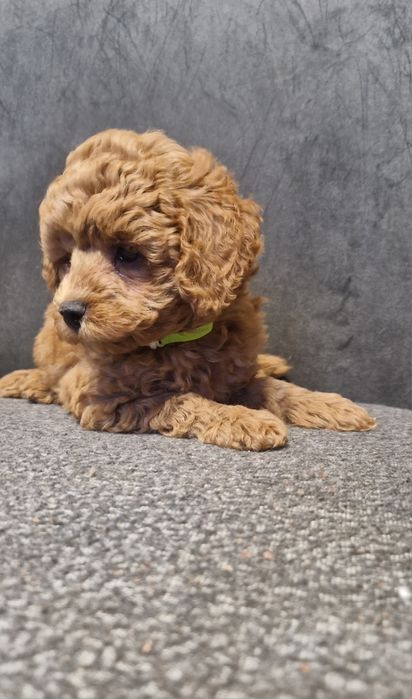 Piesek pudel średni płowy