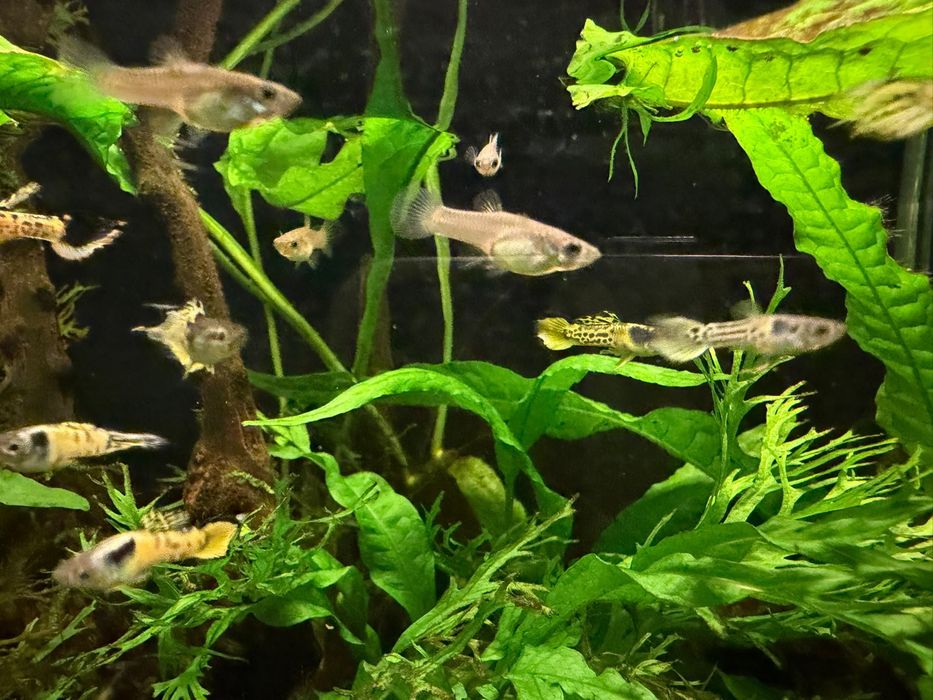 Guppy Endler Tigre