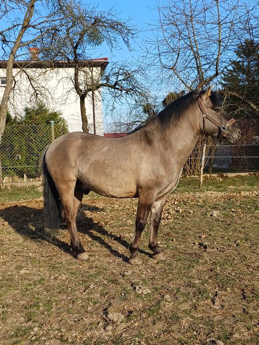 Stanówka, ogier konik polski,  krycie klaczy