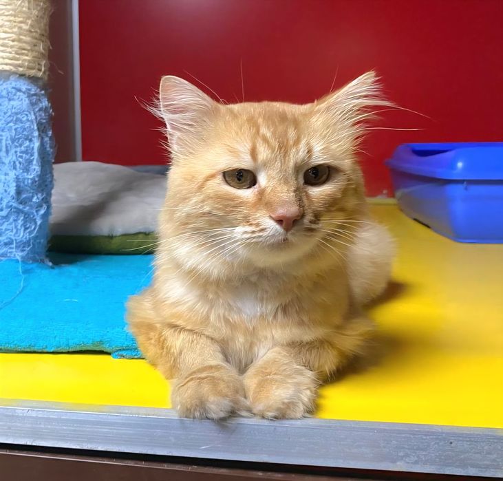 Котик Сімба, ніжний красень.