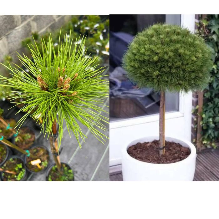 Сосни, ялини, ялиці