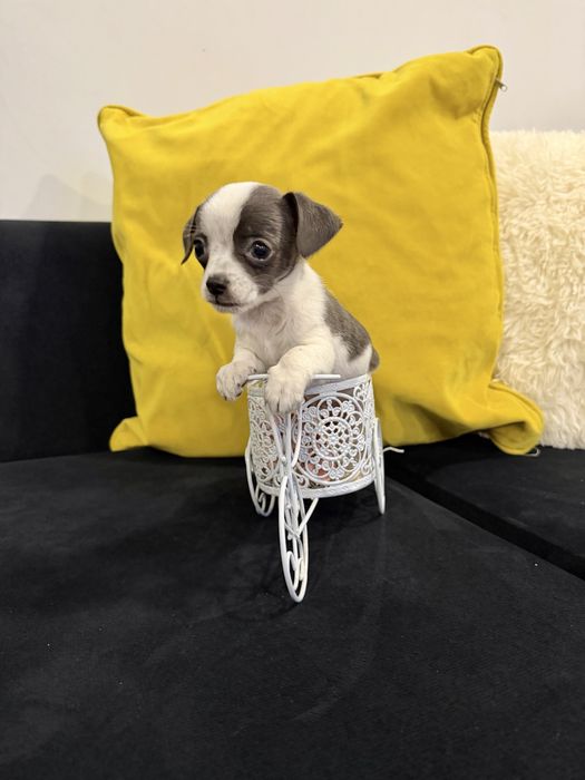 Chihuahua menino top