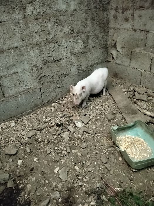 Vende se leitão de boa qualidade