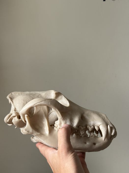 Czaszka 3d wilka skala 1:1 czaszka i żuchwa ruchome lis pies