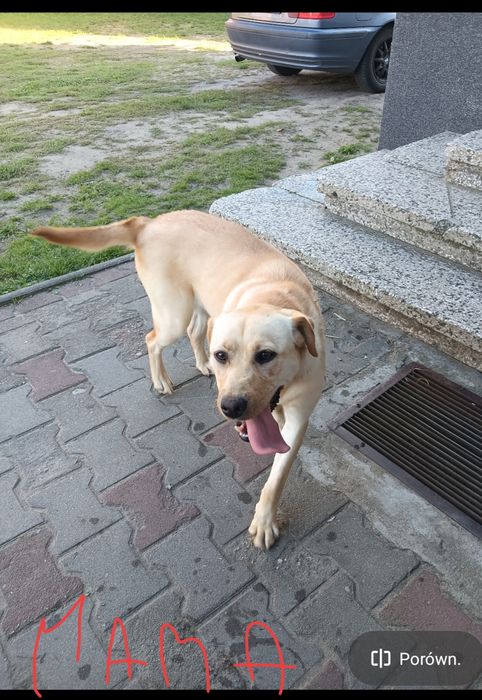 Labrador Retriever z Rodowodem