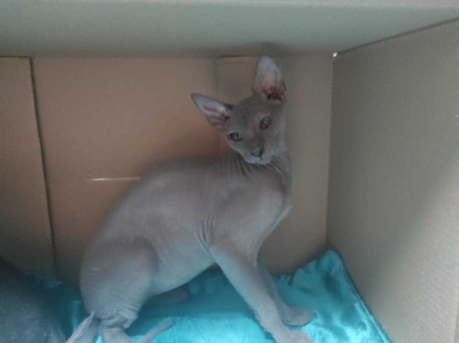 сфинкс (донской, уральский) есть малыши апрель, сентябрь 2025