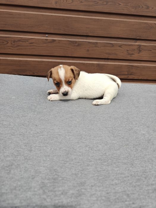 Jack Russell Terrier krótkowłosy  suczka