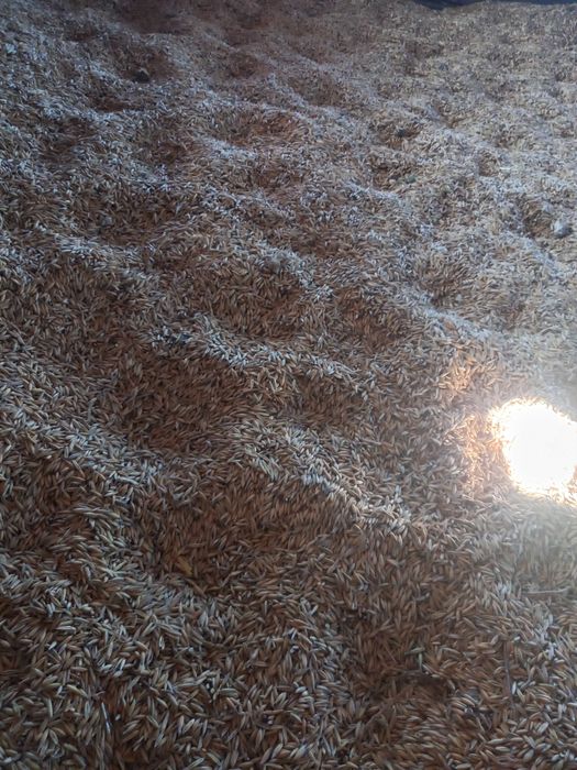 Pszenica, jeczmien owies