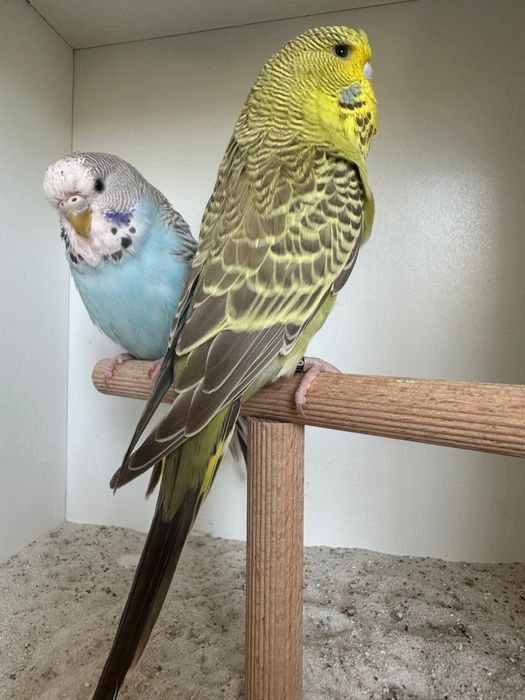 Casais de periquitos ingleses