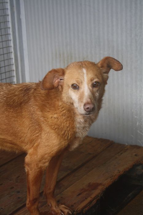 Sol - podengo porte medio