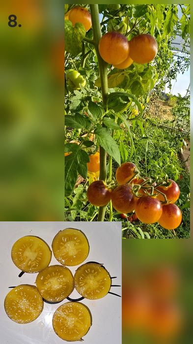 Kolekcjonerskie nasiona pomidorów