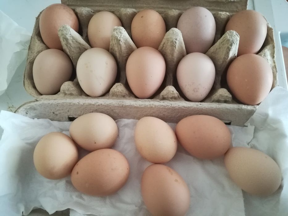 Jaja perlicze lęgowe