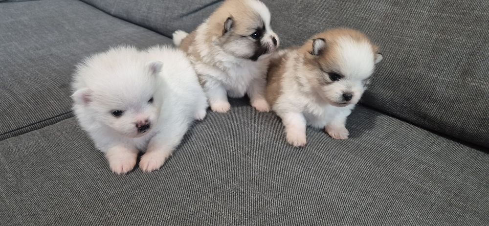 Spitz alemão Anão  macho disponível