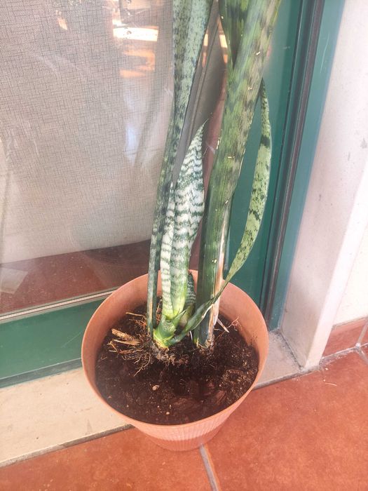 Planta espada para plantar