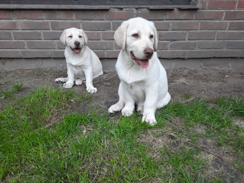 Labrador Retriever żółty piesekZKwP  ,FCI