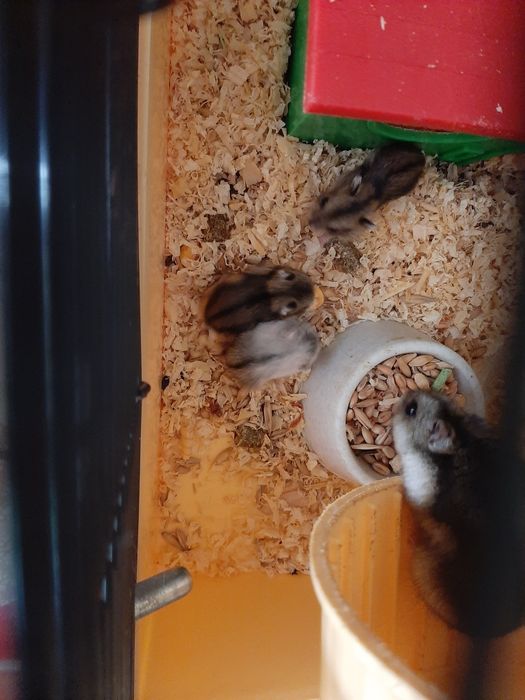 Хом'ячки джунгарики