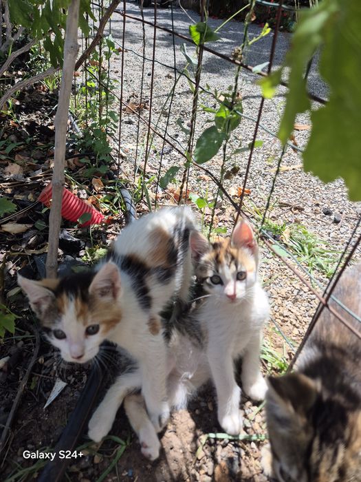 Gatinhos para dar
