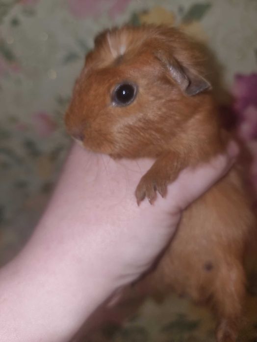 Морська свинка хлопчик