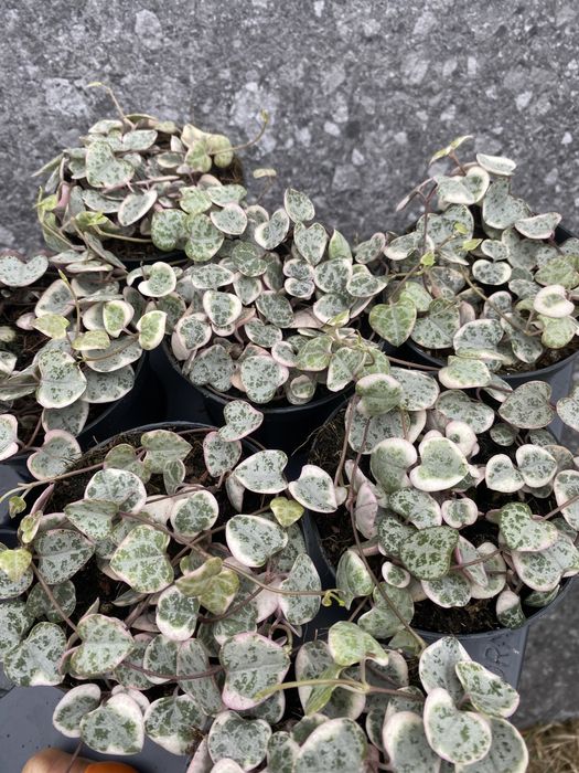 Церопегія Вуду Варієгатна , Ceropegia Woodii Variegata