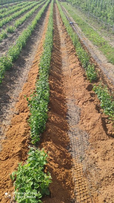 Продам підщепу Q-Eline , BA-29, М-9, 54-118