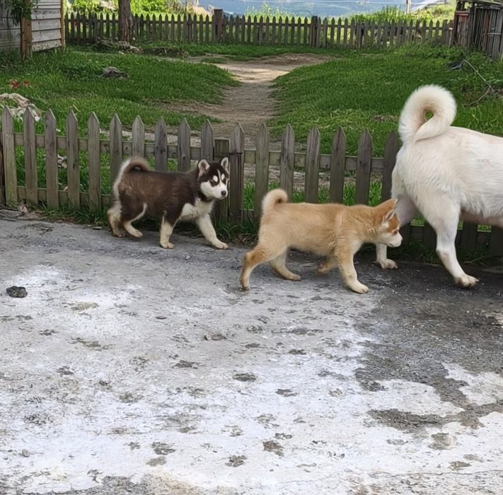 Сибірський хаскі : хлопчик та дівчинка