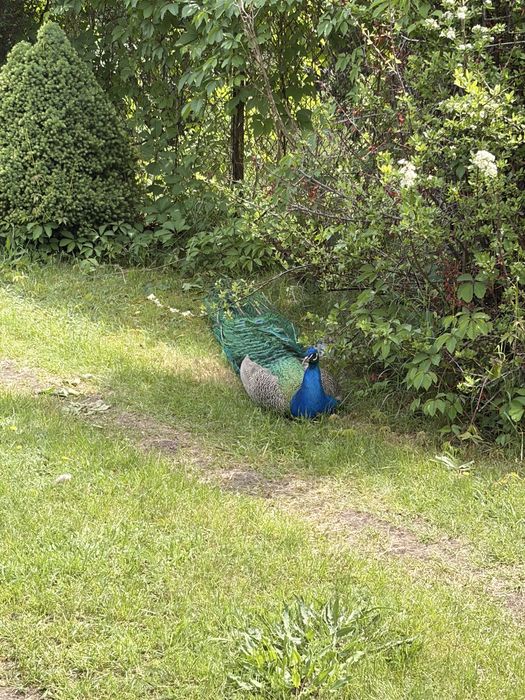 Sprzedam pawia lub parkę