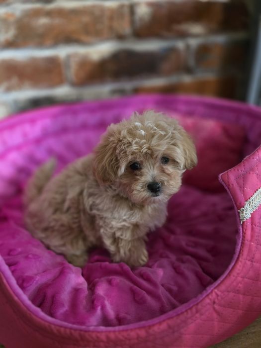 Maltipoo f1  suczka już do odbioru!!