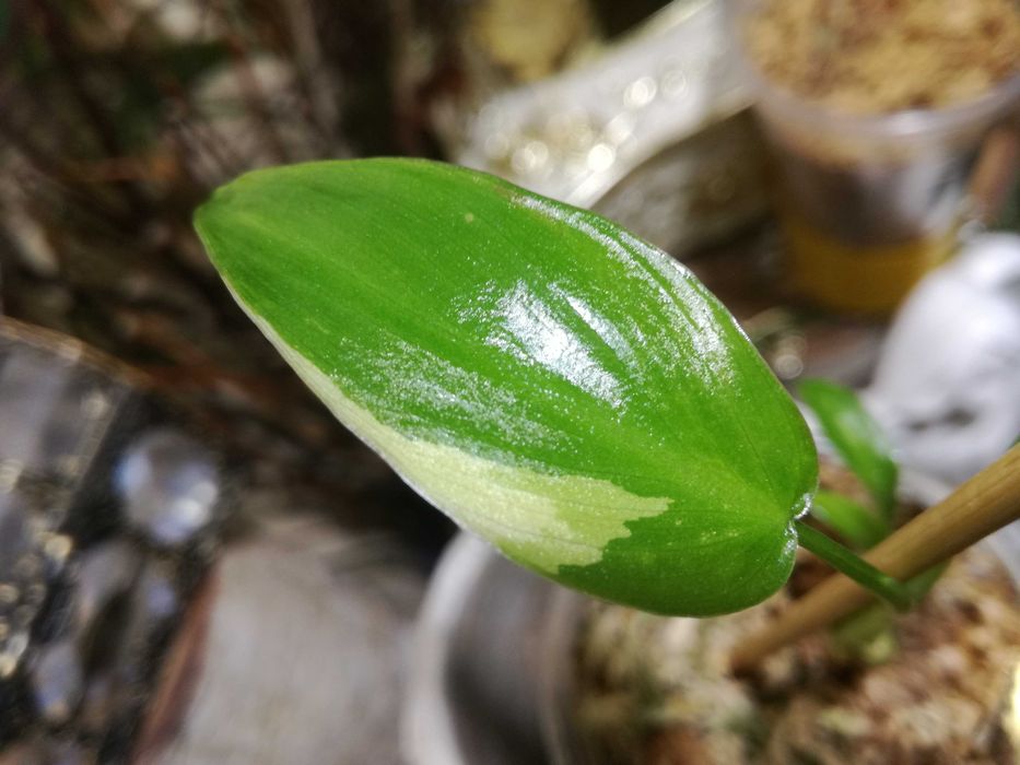 Philodendron Gold Dragon Variegata UNIKAT monstera SUPER CENA Sadzonka
