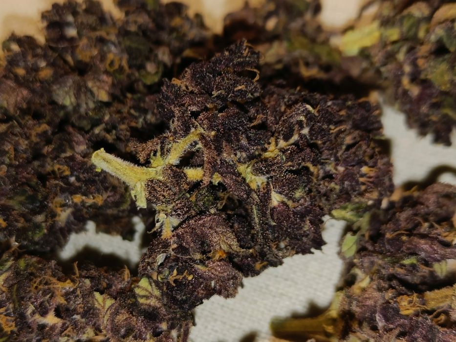 10 gramów Black Devil CBD susz