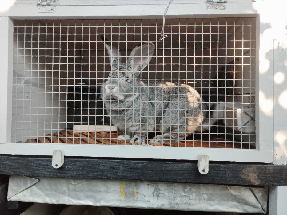 Свіже м'ясо кролика.