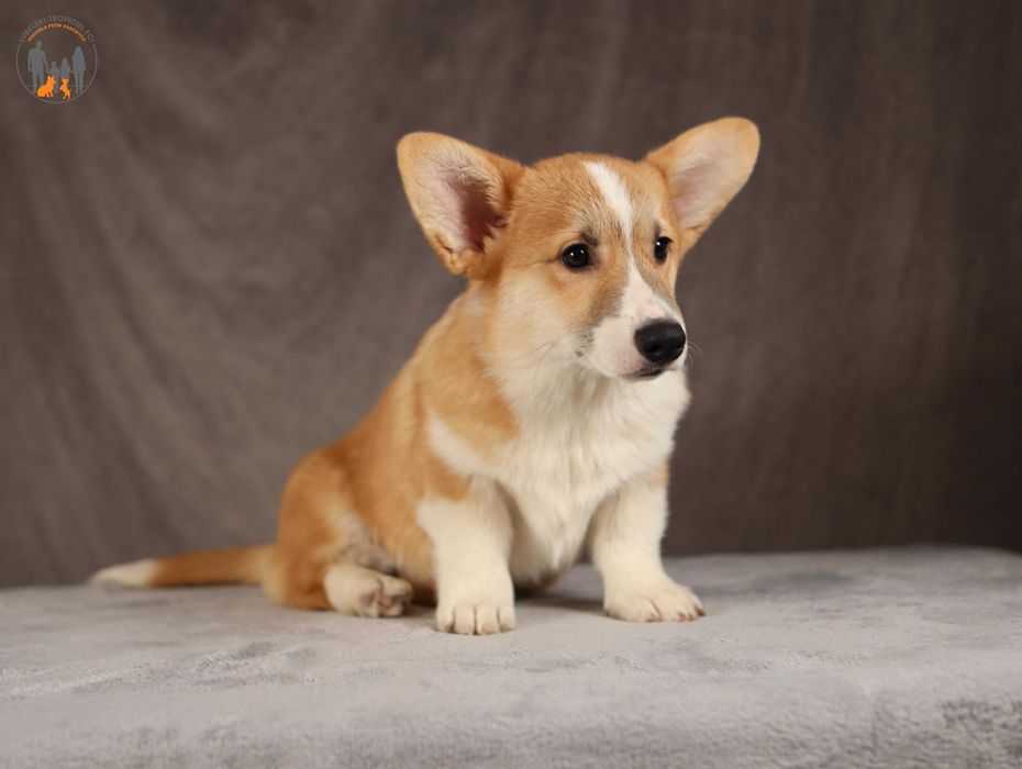 Welsh Corgi Pembroke ZKwP FCI piesek po Championie