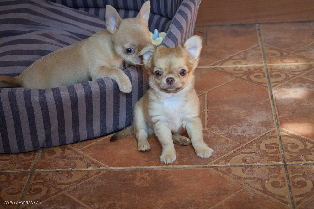 Чіхуашечки крихітки КСУ