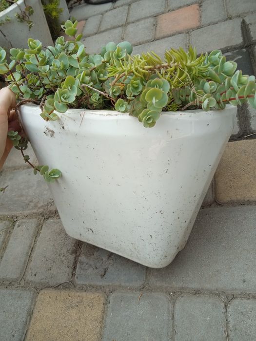 Продам уличные вазоны