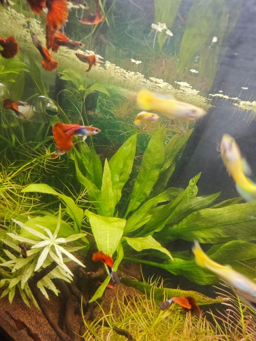 Guppies de Linhagem Disponíveis