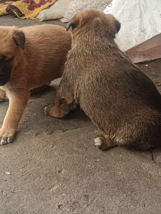 Малинка, щенки продаём