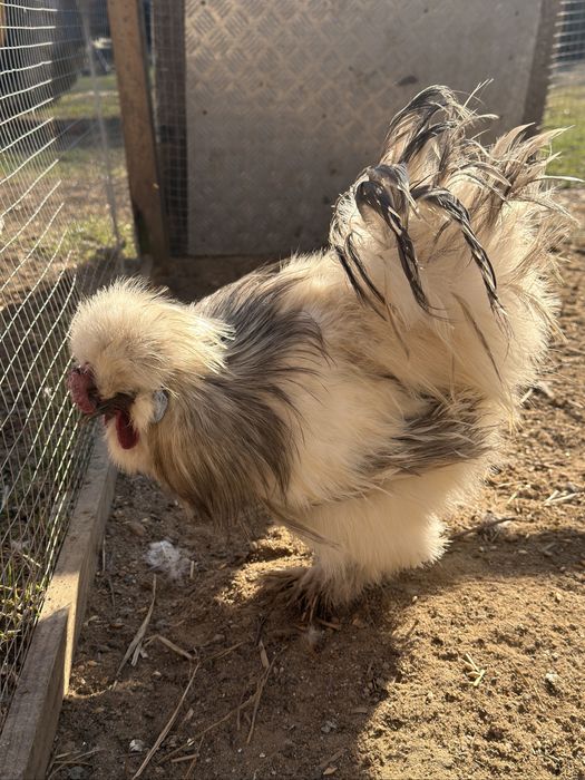 Nadwyżka kogut silka kura ozdobna silka gołoszyjka