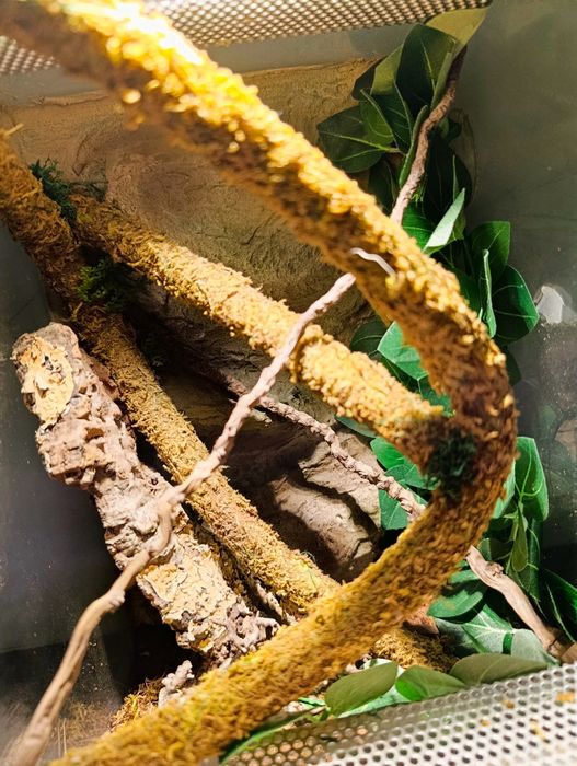 Terrarium wyposażone
