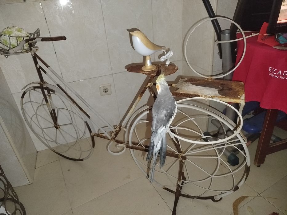 Bicicleta floreira, precisa pintura