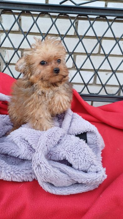 Міні хлопчик -йоркширський тер'єр.