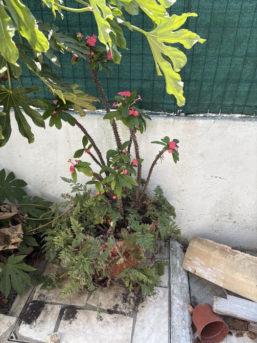 Plantas para dar