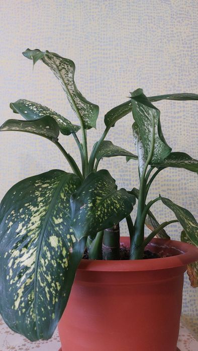 Дифенбахія плямиста ціна за шт