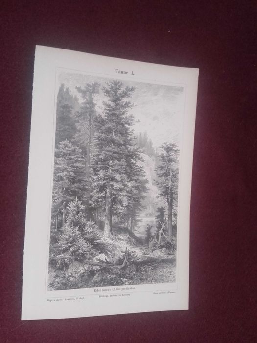 Jodła - Drzewa  oryginalna XIX w. grafika