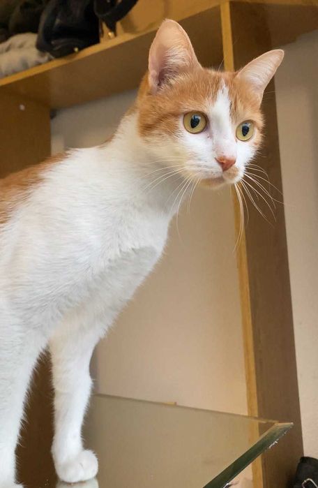 ESTERILIZADA | Gata jovem disponível para adoção responsável