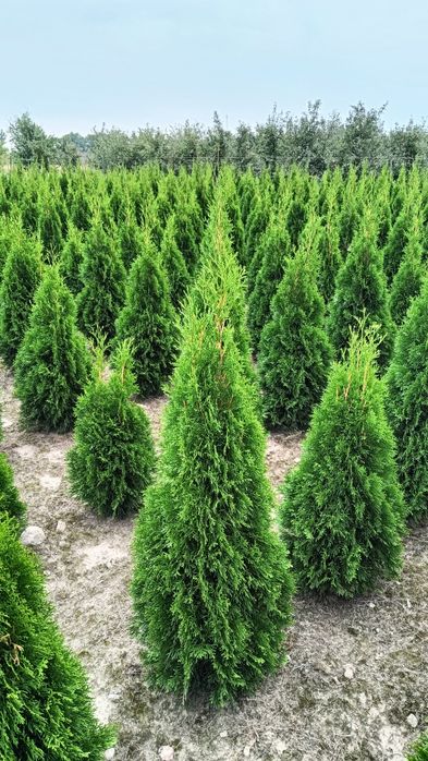 Sprzedam tuja szmaragd