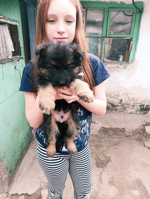 Щенкі німецької вівчарки