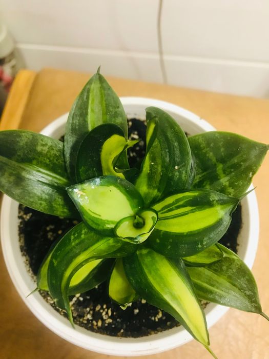 Сансевиерия распродажа.