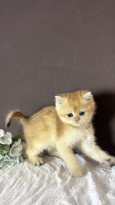 Котик золотої шиншили