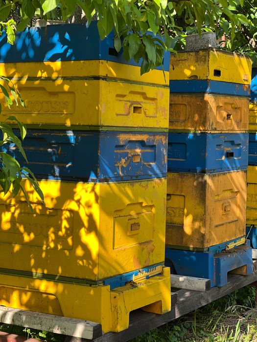 Продам пасіку, вулики, сімʼї.